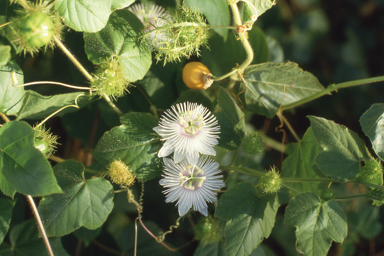 APII jpeg image of Passiflora foetida  © contact APII