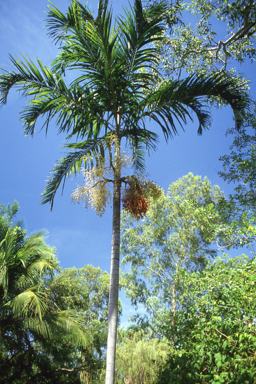 APII jpeg image of Carpentaria acuminata  © contact APII