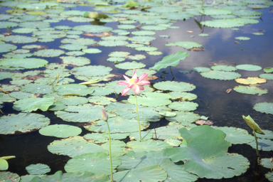 APII jpeg image of Nelumbo nucifera  © contact APII