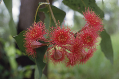 APII jpeg image of Corymbia ptychocarpa  © contact APII