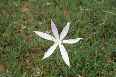 APII jpeg image of Crinum uniflorum  © contact APII