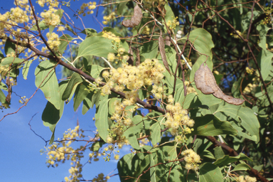 APII jpeg image of Acacia platycarpa  © contact APII