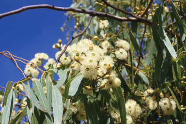 APII jpeg image of Corymbia ferruginea  © contact APII