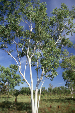 APII jpeg image of Corymbia grandifolia  © contact APII