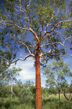 APII jpeg image of Corymbia bleeseri  © contact APII