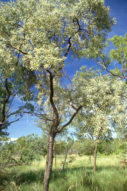 APII jpeg image of Terminalia pterocarya  © contact APII