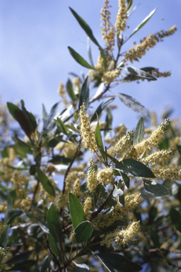 APII jpeg image of Terminalia pterocarya  © contact APII