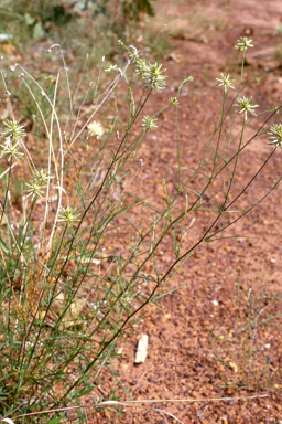 APII jpeg image of Ptilotus fusiformis  © contact APII