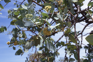 APII jpeg image of Eucalyptus pruinosa  © contact APII