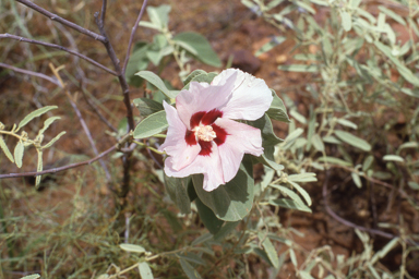 APII jpeg image of Gossypium australe  © contact APII