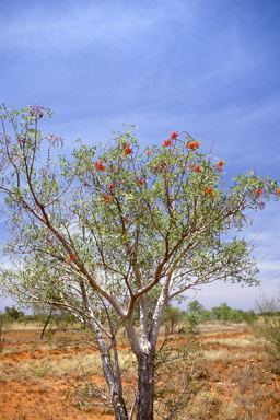 APII jpeg image of Erythrina vespertilio  © contact APII