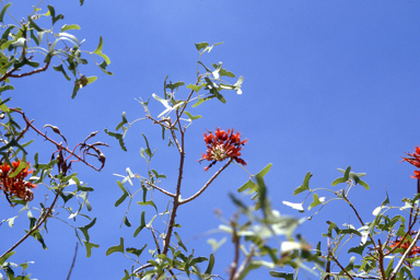 APII jpeg image of Erythrina vespertilio  © contact APII