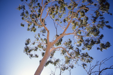 APII jpeg image of Corymbia aparrerinja subsp. aparrerinja  © contact APII