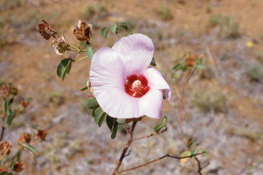 APII jpeg image of Gossypium sturtianum  © contact APII