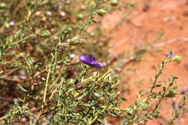 APII jpeg image of Eremophila macdonnellii  © contact APII