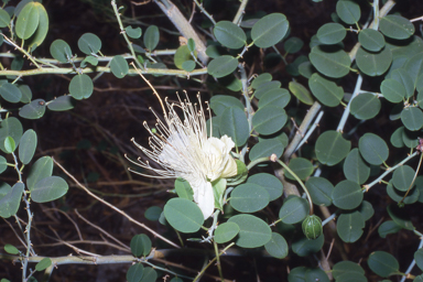 APII jpeg image of Capparis spinosa var. nummularia  © contact APII