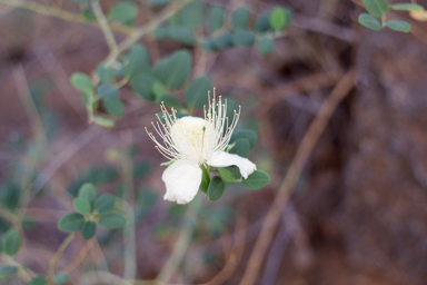 APII jpeg image of Capparis spinosa var. nummularia  © contact APII