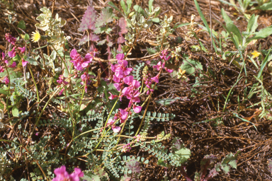 APII jpeg image of Swainsona microphylla  © contact APII