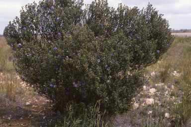 APII jpeg image of Halgania andromedifolia  © contact APII