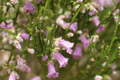 APII jpeg image of Eremophila dempsteri  © contact APII