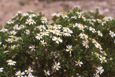APII jpeg image of Olearia muelleri  © contact APII