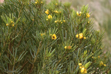 APII jpeg image of Senna artemisioides  © contact APII