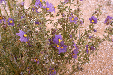 APII jpeg image of Solanum plicatile  © contact APII