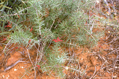 APII jpeg image of Grevillea phillipsiana  © contact APII