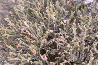 APII jpeg image of Eremophila oblonga  © contact APII