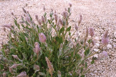 APII jpeg image of Ptilotus nobilis subsp. nobilis  © contact APII