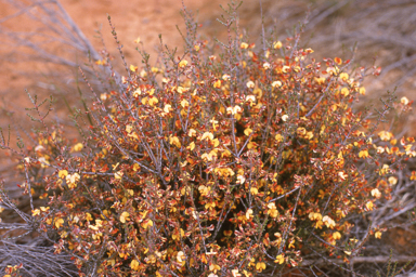 APII jpeg image of Eutaxia microphylla  © contact APII