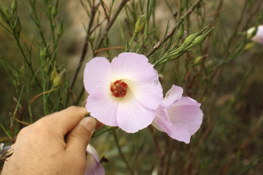 APII jpeg image of Alyogyne hakeifolia  © contact APII