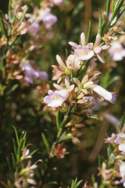 APII jpeg image of Eremophila oppositifolia  © contact APII