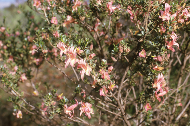 APII jpeg image of Eremophila purpurascens  © contact APII