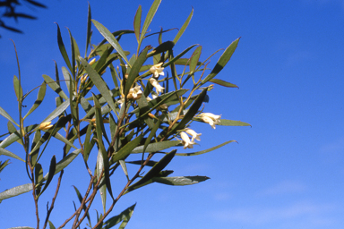 APII jpeg image of Eremophila saligna  © contact APII