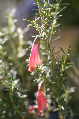 APII jpeg image of Prostanthera aspalathoides  © contact APII