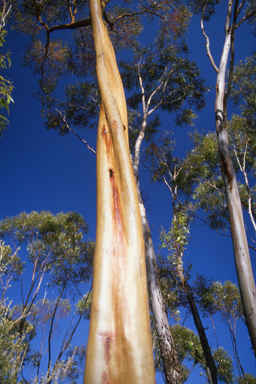 APII jpeg image of Eucalyptus salubris  © contact APII