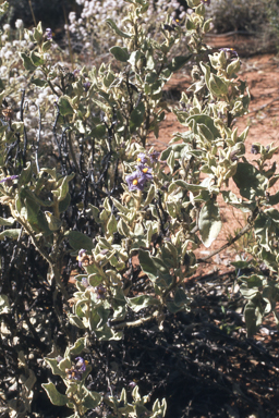 APII jpeg image of Solanum lasiophyllum  © contact APII