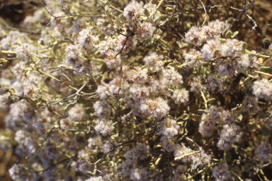 APII jpeg image of Ptilotus obovatus  © contact APII