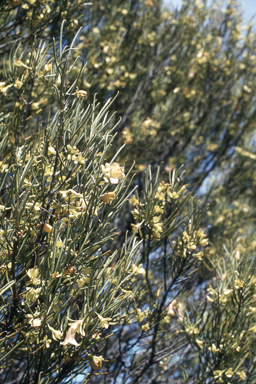 APII jpeg image of Eremophila oppositifolia subsp. angustifolia  © contact APII