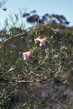 APII jpeg image of Eremophila granitica  © contact APII