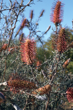 APII jpeg image of Grevillea paradoxa  © contact APII