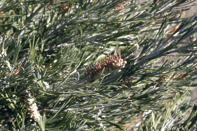 APII jpeg image of Grevillea hookeriana subsp. apiciloba  © contact APII