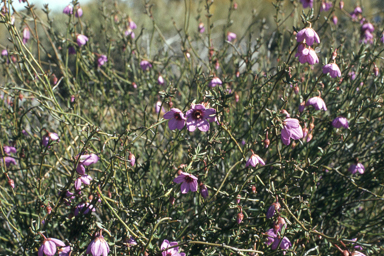 APII jpeg image of Tetratheca efoliata  © contact APII