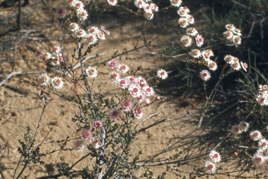 APII jpeg image of Verticordia helmsii  © contact APII