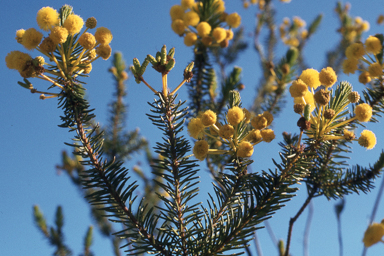 APII jpeg image of Acacia rossei  © contact APII