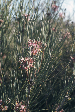APII jpeg image of Isopogon scabriusculus subsp. stenophyllus  © contact APII
