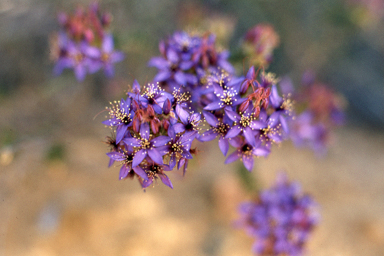 APII jpeg image of Calytrix sapphirina  © contact APII