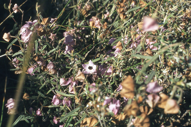 APII jpeg image of Guichenotia angustifolia  © contact APII