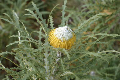 APII jpeg image of Banksia nobilis  © contact APII